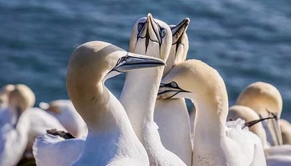 不仅赢得生涯百冠，德约科维奇再创网坛历史