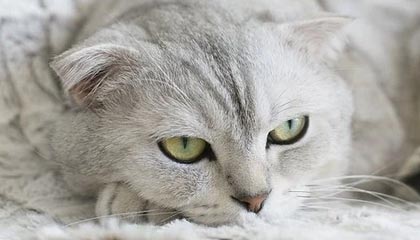 不仅赢得生涯百冠，德约科维奇再创网坛历史