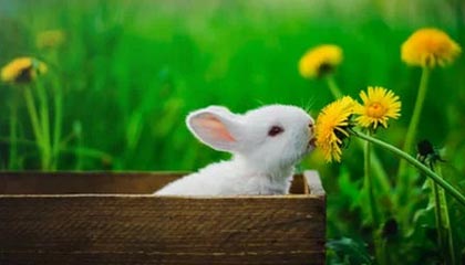 不仅赢得生涯百冠，德约科维奇再创网坛历史